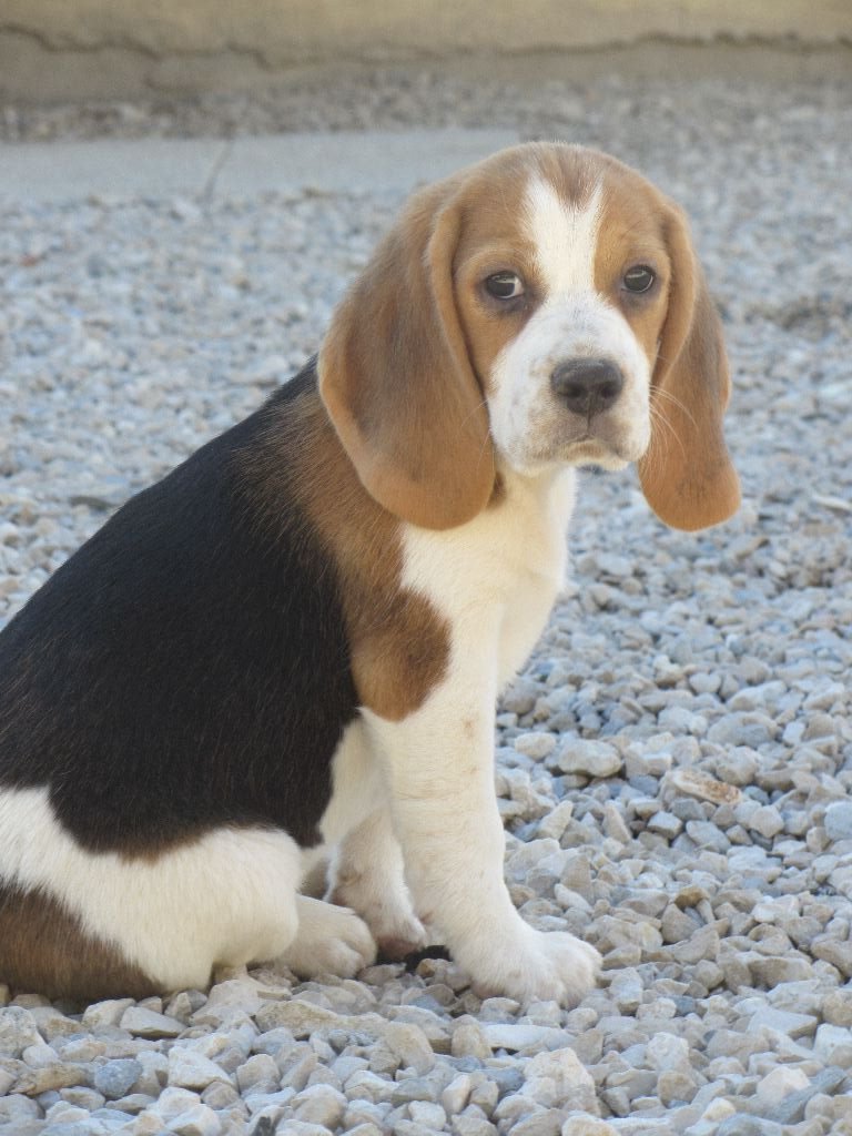 Du Domaine De Malokyty Hateya - Chiots disponibles - Beagle